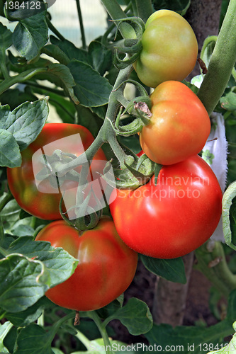 Image of red and green tomatoes in hothouse