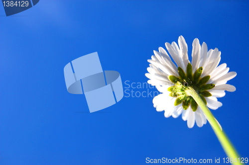 Image of daisy under blue sky