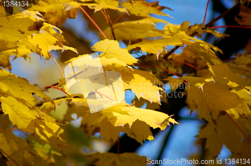 Image of Fall leaves