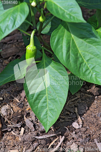 Image of  small green pepper in hothouse