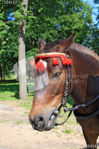 Image of head horse