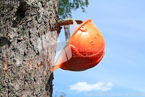 Image of helmet of the woodsman on tree