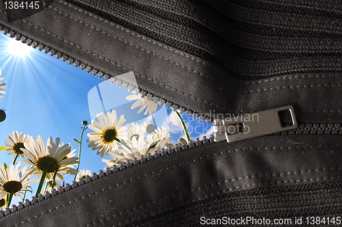 Image of summer flower 