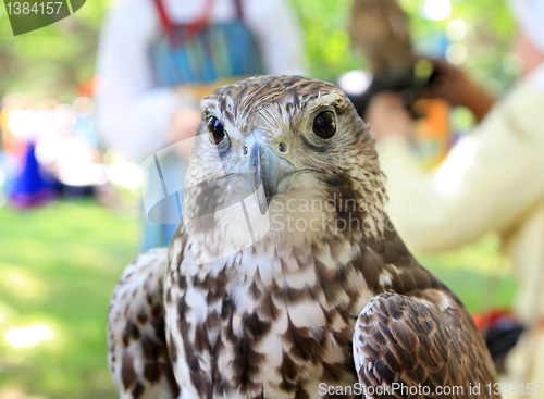 Image of falcon