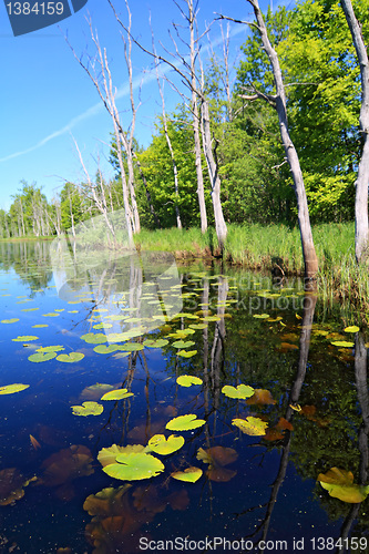 Image of green water lilies on small lake