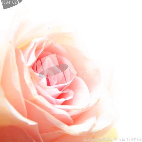 Image of rose flower