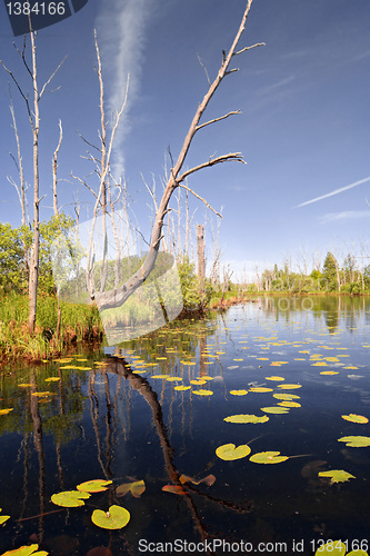 Image of green water lilies on small lake