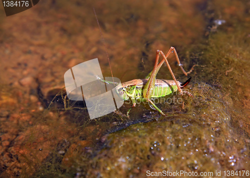 Image of grasshopper on stone amongst water