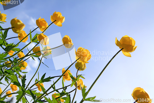 Image of globe-flower on celestial background