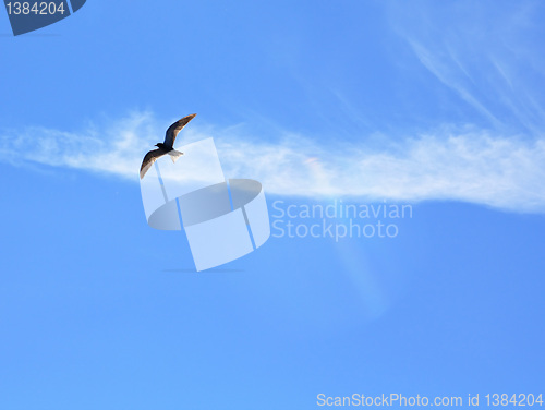 Image of blackenning sea gull in blue sky