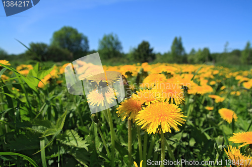 Image of yellow dandelions on green field