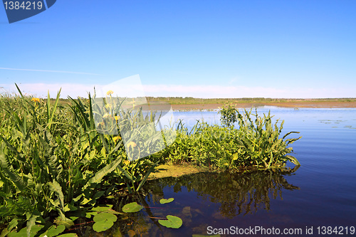 Image of yellow flowerses on big lake