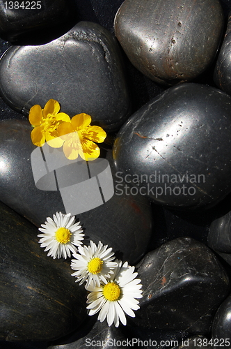 Image of daisy flowers on black stones