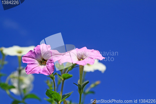 Image of summer flowerses on blue background