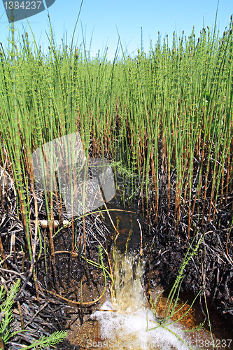 Image of small creek amongst marsh horsetail