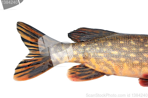 Image of tail pike on white background