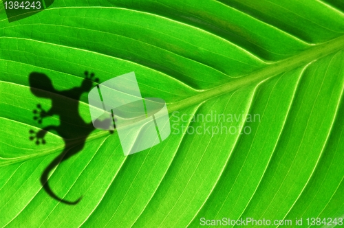 Image of tropical background