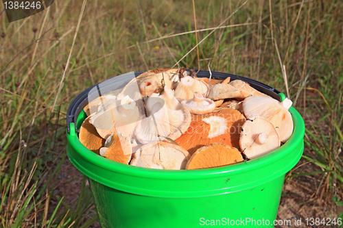 Image of mushrooms in pail