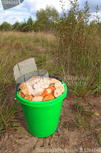 Image of mushrooms in pail