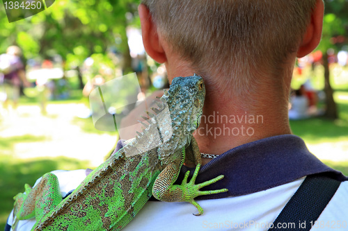 Image of green varan on shoulder men