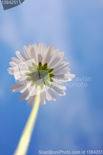 Image of daisy under blue sky