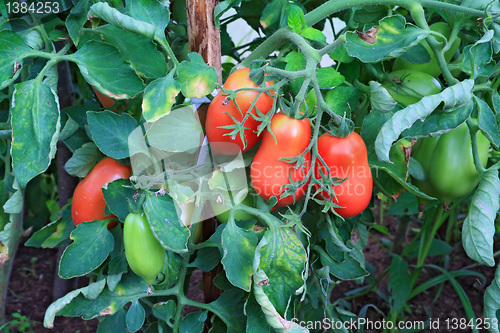 Image of red tomatoes in plastic hothouse