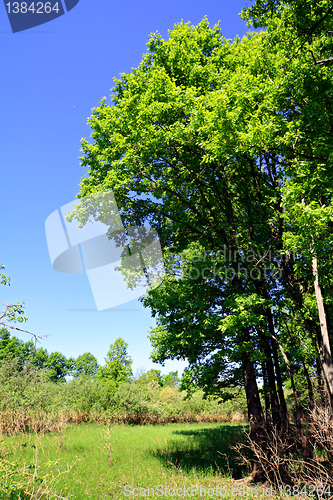 Image of oak wood