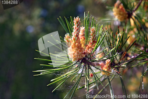 Image of pine of the big shot