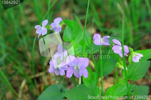 Image of blue field flowerses