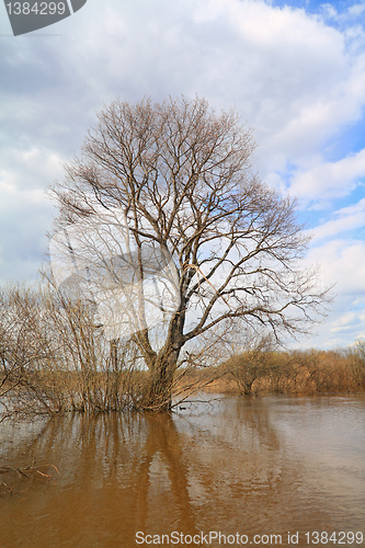 Image of big oak in spring water