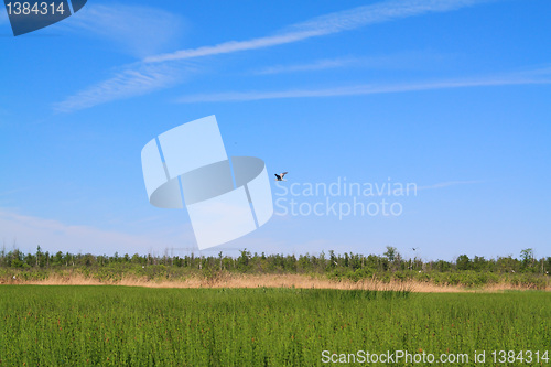 Image of flying crane on green marsh