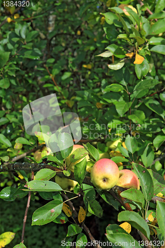 Image of apple on branch