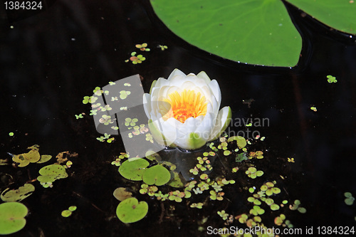 Image of water lily amongst marsh duckweed