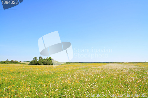 Image of white dandelions on summer field