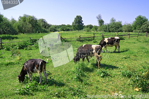 Image of cows on green meadow near old fence