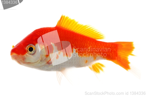 Image of goldfish