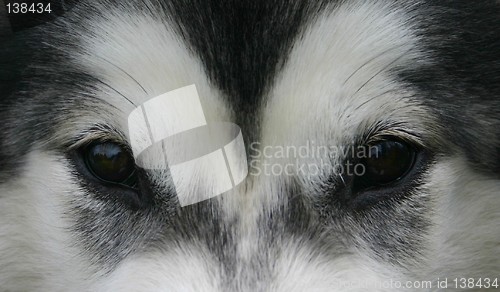 Image of dogs eyes