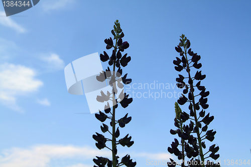 Image of silhouette lupines on celestial background