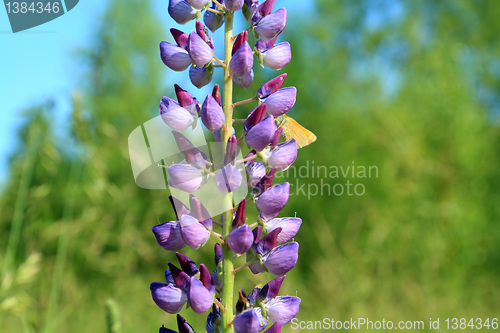 Image of lilac lupines on green background