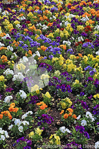 Image of decorative flowerses on town lawn