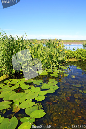 Image of green sheet water lily on surfaces lake