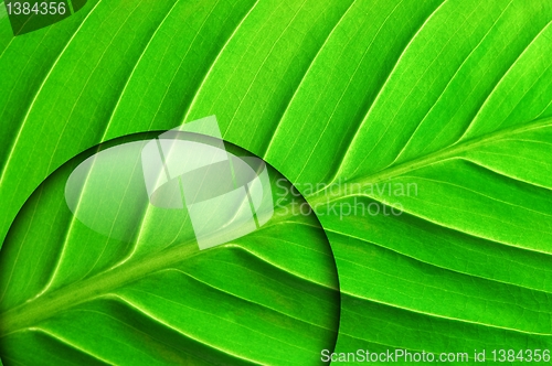 Image of green leaf with water drop