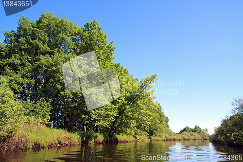 Image of oak wood on coast river