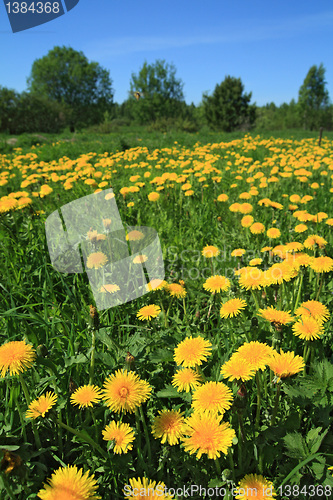 Image of yellow dandelions on green field