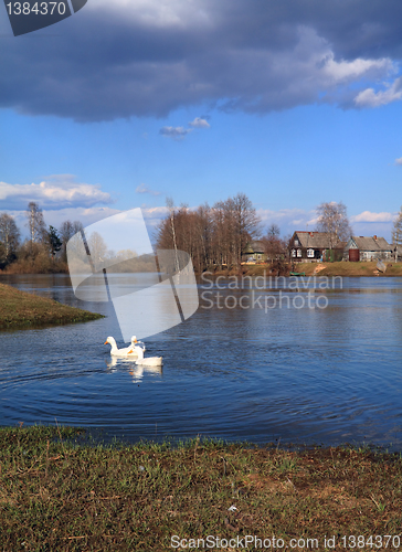 Image of three geese on river near villages