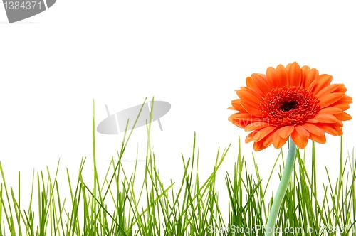 Image of isolated grass and flower