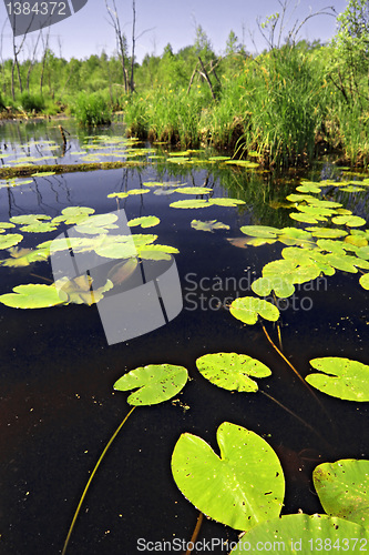 Image of water lilies sheet on lake