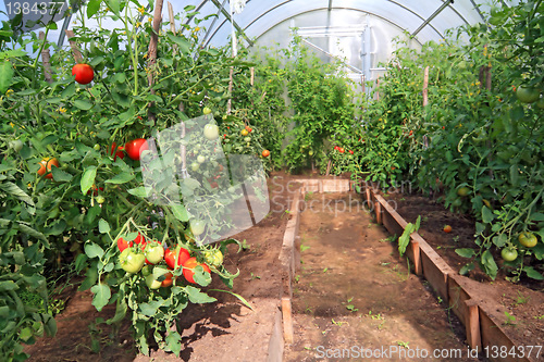 Image of red tomatoes in plastic hothouse