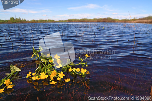 Image of yellow flowerses on surfaces lake