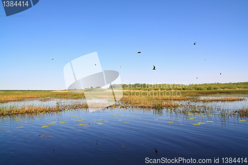 Image of sea gulls on big lake